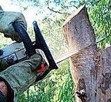 Jennerstown, PA Tree Care Company