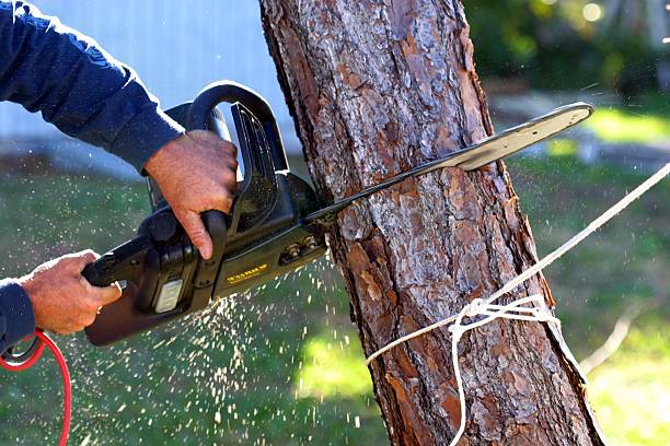  Jennerstown, PA Tree Care Pros
