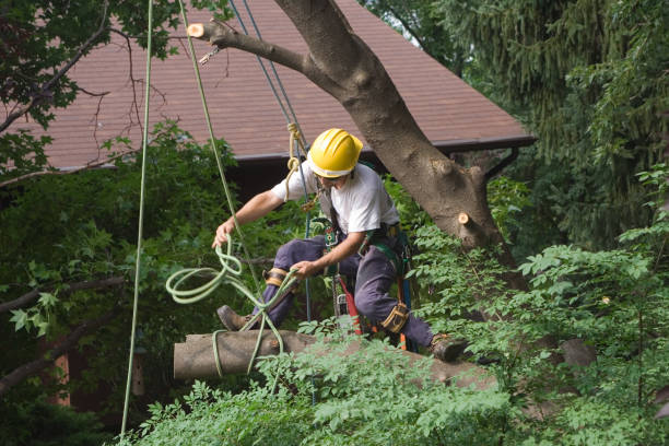 Leaf Removal in Jennerstown, PA