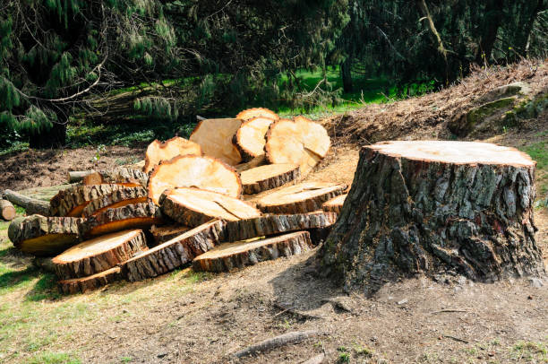 How Our Tree Care Process Works  in  Jennerstown, PA